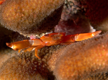 Two Tooth Guard Crab - Trapezia bidentata - Palau