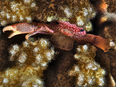 Honeycomb Guard Crab - Trapezia septata - Coral Sea, Australia