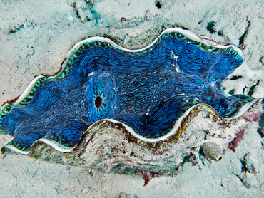 Smooth Giant Clam - Tridacna derasa - Great Barrier Reef, Australia