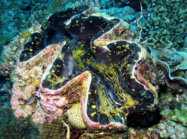 Giant Clam - Tridacna gigas - Palau