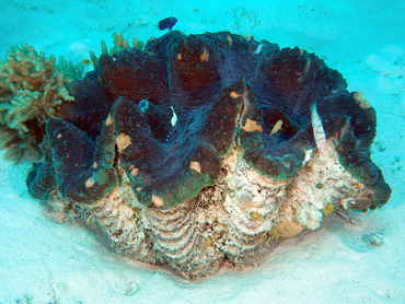 Giant Clam - Tridacna gigas - Great Barrier Reef, Australia