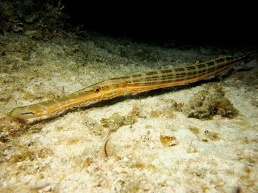 Trumpetfish - Aulostomus maculatus - Eleuthera, Bahamas