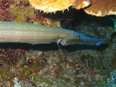 Trumpetfish - Aulostomus maculatus - Bimini, Bahamas