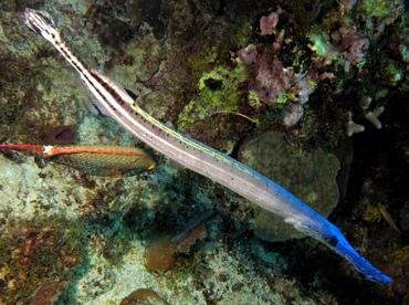 Trumpetfish - Aulostomus maculatus - St Thomas, USVI