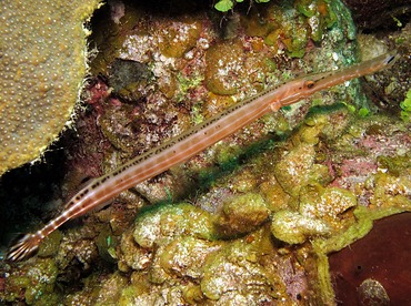 Trumpetfish - Aulostomus maculatus - Nassau, Bahamas