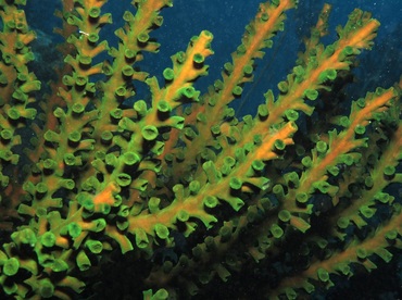 Black Sun Coral - Tubastraea micranthus - Palau