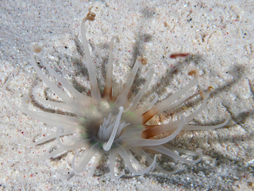Banded Tube-Dwelling Anemone - Isarachnanthus nocturnus - Bonaire
