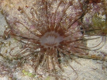 Lavander Tube-dwelling anemone -  - Cozumel, Mexico