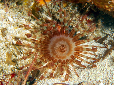 Lavander Tube-dwelling anemone -  - Cozumel, Mexico