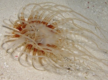 Lavander Tube-dwelling anemone -  - Belize