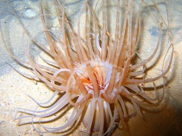 Lavander Tube-dwelling anemone -  - Bonaire