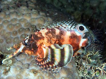 Twinspot Lionfish - Dendrochirus biocellatus - Komodo, Indonesia