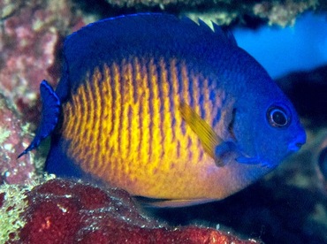 Two-Spined Angelfish - Centropyge bispinosa - Yap, Micronesia