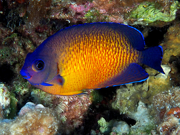Two-Spined Angelfish - Centropyge bispinosa - Great Barrier Reef, Australia