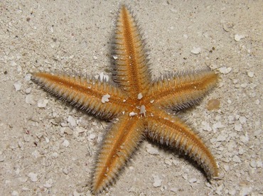 Two-Spined Sea Star - Astropecten duplicatus - Belize