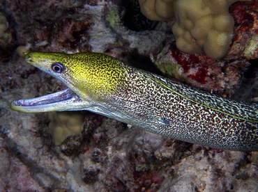 Undulated Moray Eel - Gymnothorax undulatus - Big Island, Hawaii