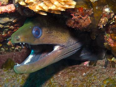 Undulated Moray Eel - Gymnothorax undulatus - Bali, Indonesia