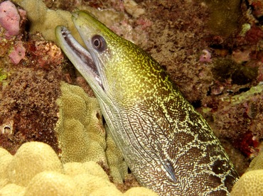 Undulated Moray Eel - Gymnothorax undulatus - Maui, Hawaii