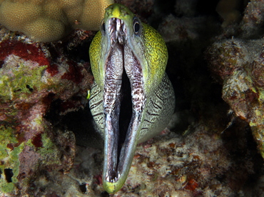 Undulated Moray Eel - Gymnothorax undulatus - Big Island, Hawaii