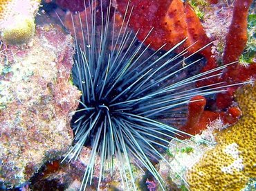 Long-Spined Urchin - Diadema antillarum - Bimini, Bahamas