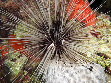 Long-Spined Urchin - Diadema antillarum - The Exumas, Bahamas