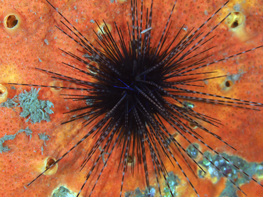 Long-Spined Urchin - Diadema antillarum - Palm Beach, Florida