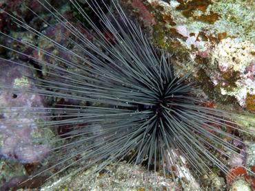 Atlantic Long-Spined Urchin - Diadema antillarum - British Virgin Islands