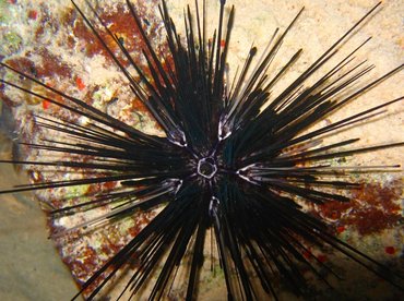 Long-Spined Urchin - Diadema antillarum - Bonaire