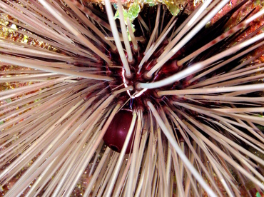 Long-Spined Urchin - Diadema antillarum - Grand Cayman