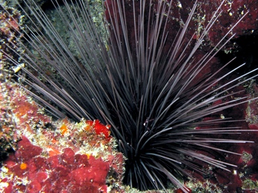 Long-Spined Urchin - Diadema antillarum - Belize