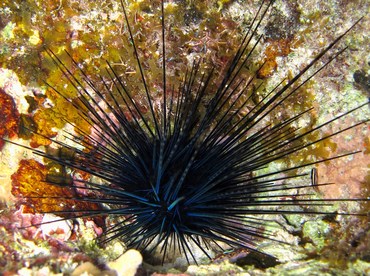 Long-Spined Urchin - Diadema antillarum - Cozumel, Mexico