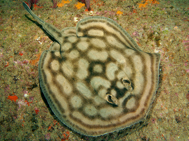 Reef Stingray - Urobatis concentricus - Cabo San Lucas, Mexico