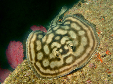 Reef Stingray - Urobatis concentricus - Cabo San Lucas, Mexico