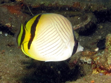 Vagabond Butterflyfish - Chaetodon vagabundus - Dumaguete, Philippines