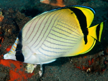 Vagabond Butterflyfish - Chaetodon vagabundus - Bali, Indonesia