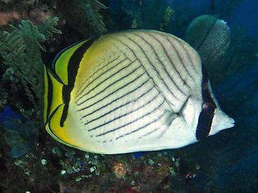 Vagabond Butterflyfish - Chaetodon vagabundus - Bali, Indonesia
