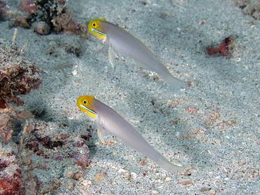 Bluestreak Goby - Valenciennea strigata - Komodo, Indonesia