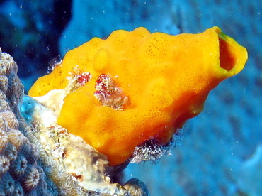 Variable Boring Sponge - Siphonodictyon coralliphagum - Belize