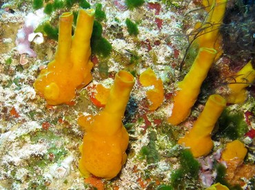 Variable Boring Sponge - Siphonodictyon coralliphagum - Cozumel, Mexico