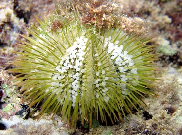 Variegated Urchin - Lytechinus variegatus - Grand Cayman