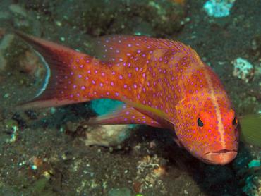 White-Edged Lyretail - Variola albimarginata - Bali, Indonesia