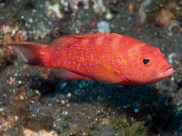 White-Edged Lyretail - Variola albimarginata - Bali, Indonesia
