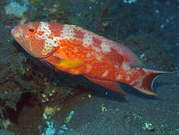 White-Edged Lyretail - Variola albimarginata - Bali, Indonesia