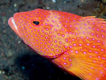 White-Edged Lyretail - Variola albimarginata - Bali, Indonesia