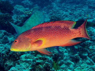 Yellow-Edged Lyretail - Variola louti - Rangiroa, French Polynesia