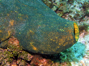 Reticulated Barrel Sponge - Verongula reiswigi - Roatan, Honduras