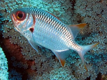 Violet Soldierfish - Myripristis violacea - Yap, Micronesia