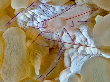 Bubble Coral Shrimp - Palaemonella philippinensis - Bali, Indonesia