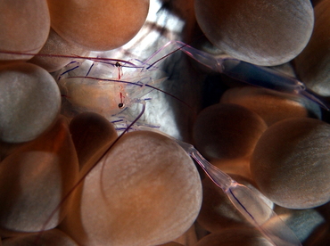 Bubble Coral Shrimp - Vir philippinensis - Palau