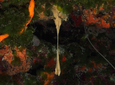 Viscous Sponge - Plakortis angulospiculatus - Cozumel, Mexico